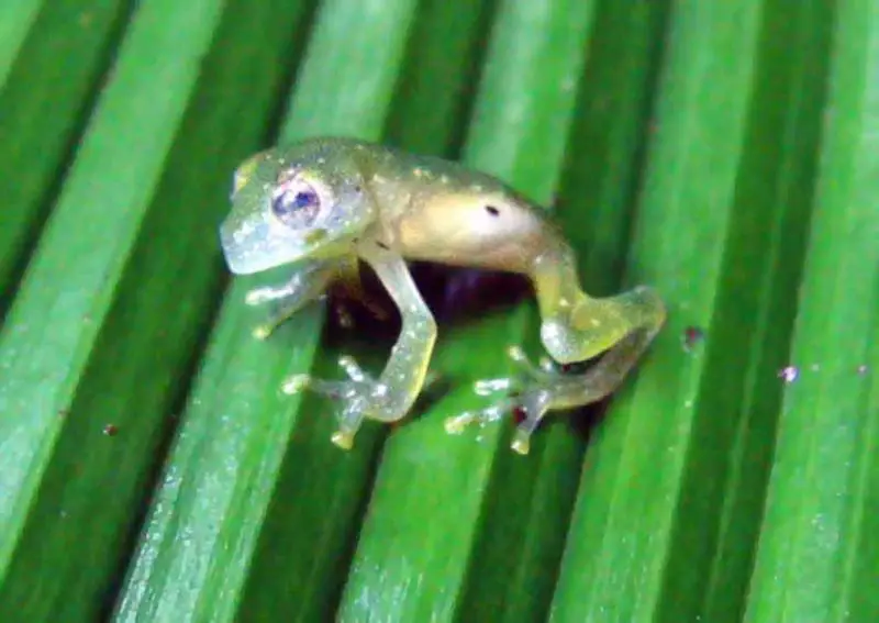 800px glass frog2 The Transparent Glass Frog