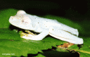 The Transparent Glass Frog