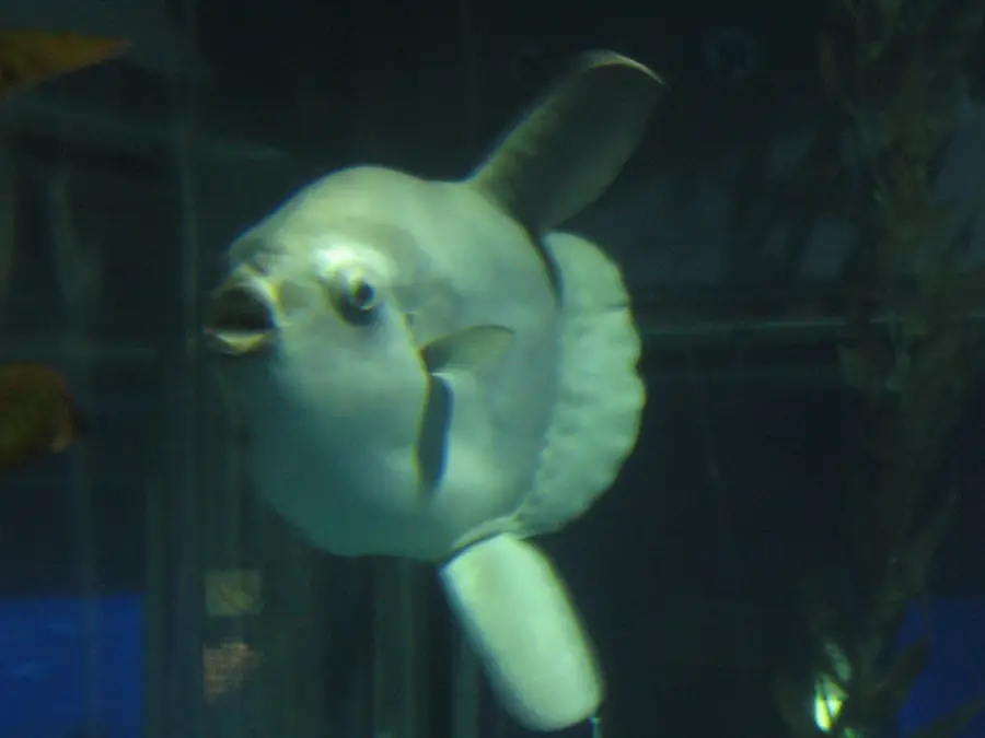  The Molas | Ocean Sunfish