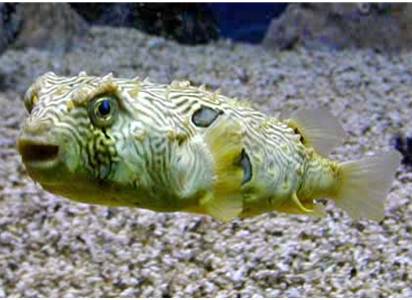 porcupinefish  Porcupine Fish