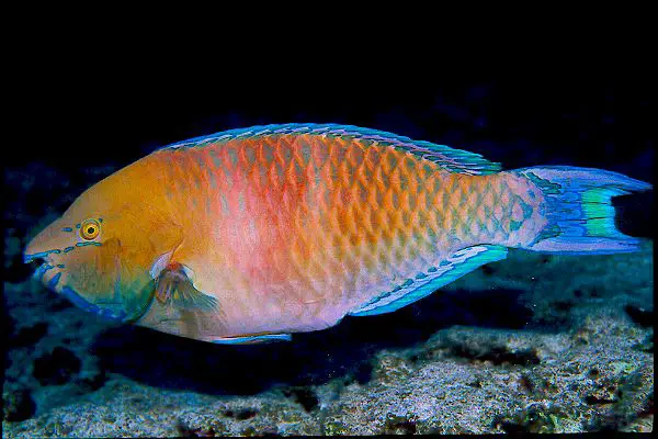 regal parrotfish male Parrot Fish