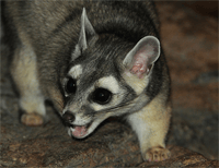 Cacomistle | Ringtail