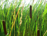 Cat Tails