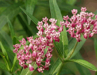 Milkweed