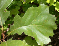 Black Oak Tree