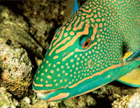 Parrot Fish