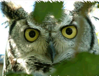 Screech Owl