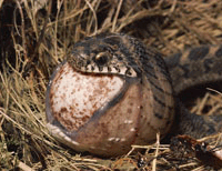 Snake Swallowing an Egg