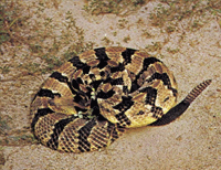 Timber Rattlesnake