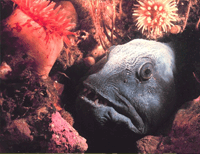 The Wicked Wolf Fish