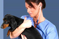 vet Veterinary Secrets