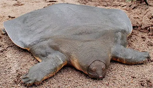 cantor1 Cantor’s giant softshell turtle