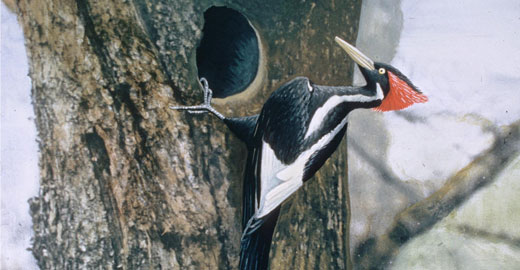 ivorybilled1 Ivory billed Woodpecker