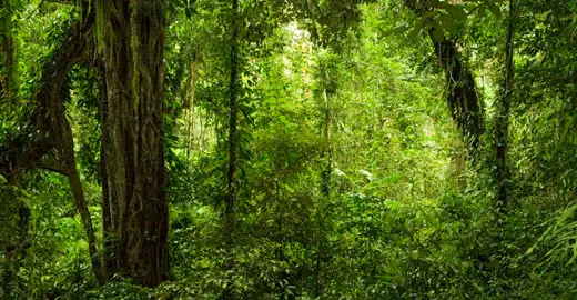 rainforest1 Batutut