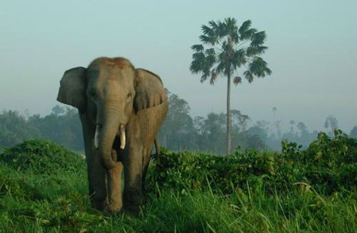 asianelephant2 Asian Elephant