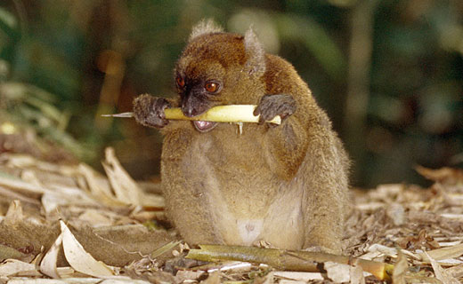 bamboolemur1 Greater bamboo lemur