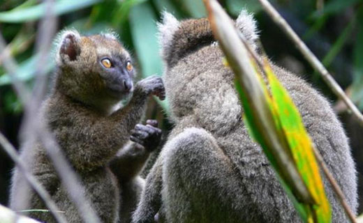 bamboolemur2 Greater bamboo lemur