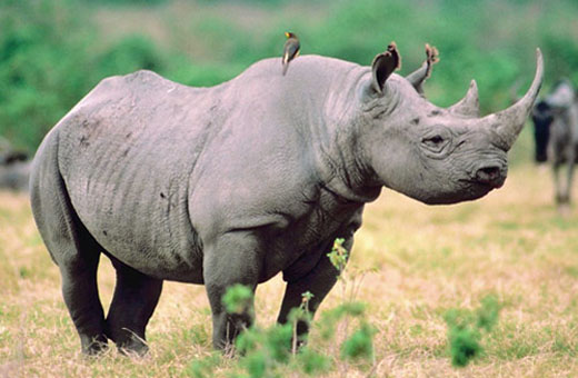 blackrhino1 Black Rhinoceros