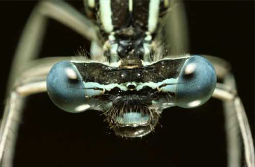 blue eyed dragonfly 20 Species You Dont Want To Meet