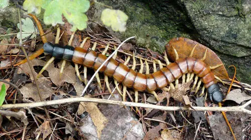 centipede1 10 Animals You Never Knew Were Poisonous