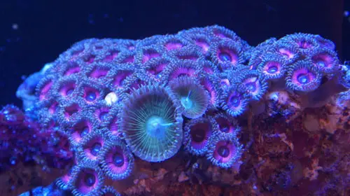 coral 10 Animals You Never Knew Were Poisonous