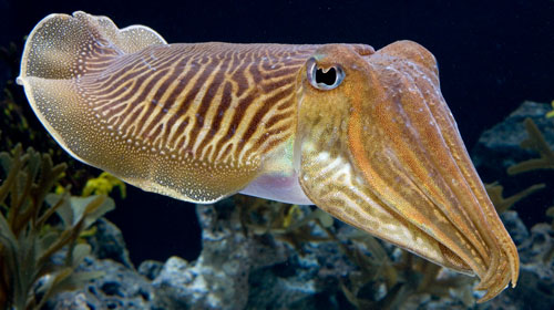 cuttlefish1 10 Animals You Never Knew Were Poisonous