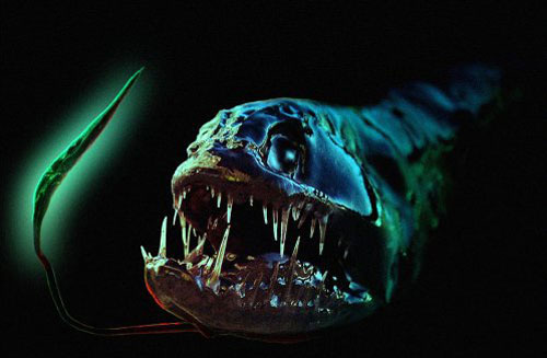 dragonfish 20 Species You Dont Want To Meet