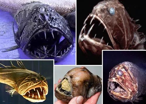 fangtooth 20 Species You Dont Want To Meet