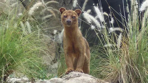 fossa1 10 Mammals You Never Knew Existed