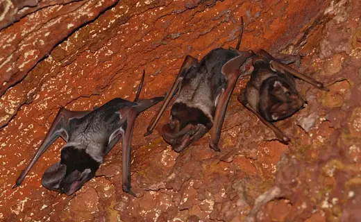 freetailbat1 Wroughtons free tailed bat