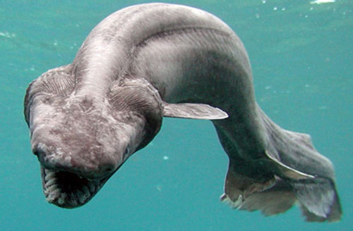 frilled shark 20 Species You Dont Want To Meet