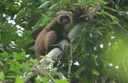 goldenbamboolemur1 Golden Bamboo Lemur