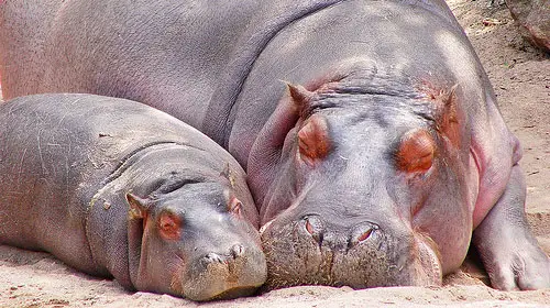 hippos1 10 Deceptively Dangerous Animals