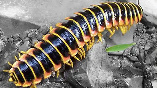 millipede1 10 Animals You Never Knew Were Poisonous