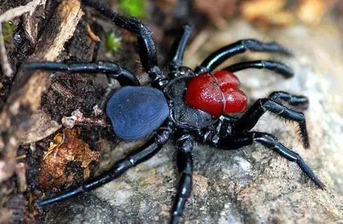 mouse spider 20 Species You Dont Want To Meet
