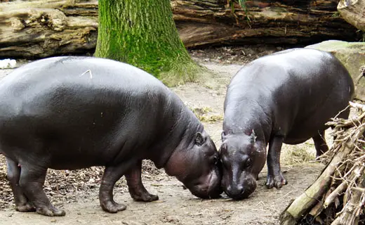 pygmyhippo1 Pygmy Hippopotamus