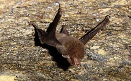 sheathbat1 Seychelles sheath tailed bat