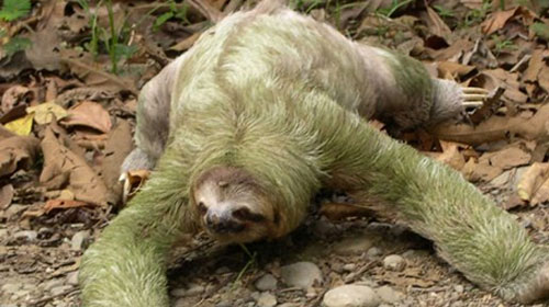 sloth1 Top 10 Worlds Ugliest Creatures