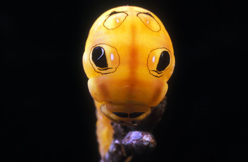 spicebush swallowtail caterpillar 20 Species You Dont Want To Meet