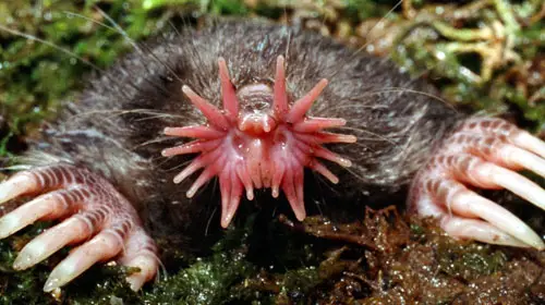 starnosedmole1 Top 10 Worlds Ugliest Creatures