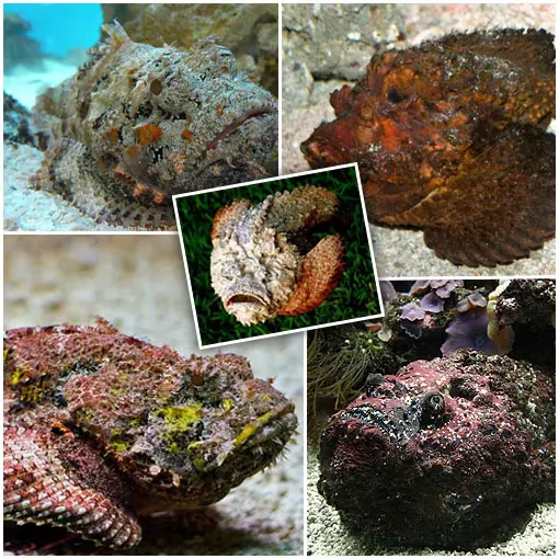 stonefish 4 Silent Killers of the Natural World