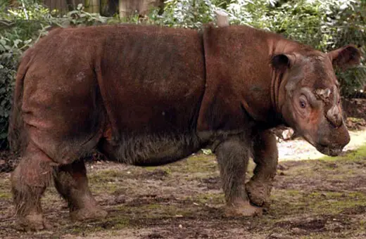 sumatranrhino1 Sumatran Rhinoceros 