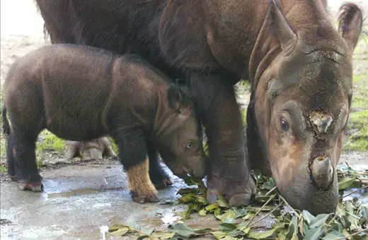 sumatranrhino2 Sumatran Rhinoceros 
