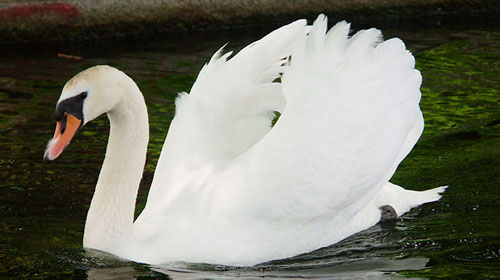 swan1 10 Deceptively Dangerous Animals