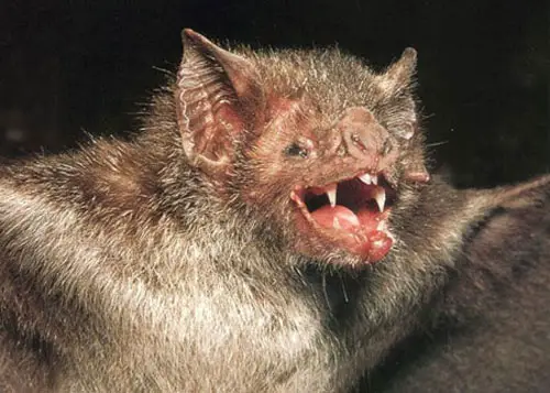 vampire bat 20 Species You Dont Want To Meet