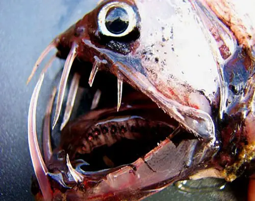 viperfish 20 Species You Dont Want To Meet