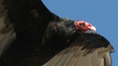 vulture1 Top 10 Worlds Ugliest Creatures