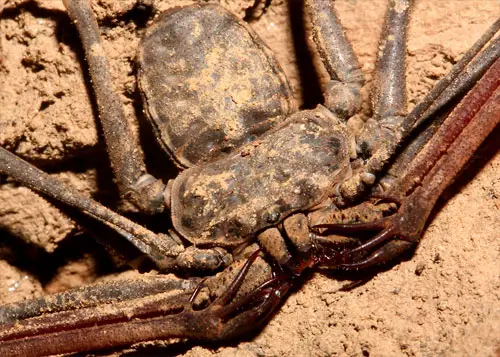 whip scorpion 20 Species You Dont Want To Meet