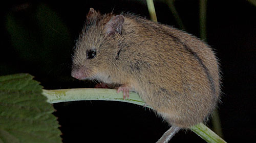armenianbirchmouse1 Armenian birch mouse