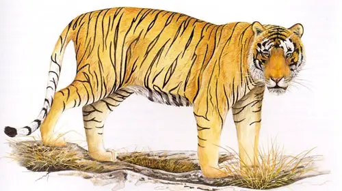 balitiger1 Bali Tiger